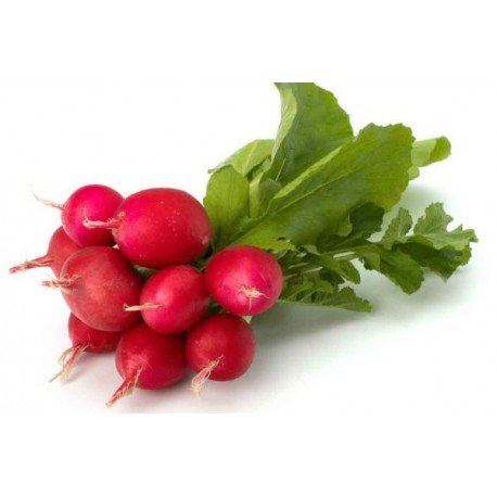 RABANITO