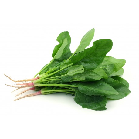 ESPINACA 1P
