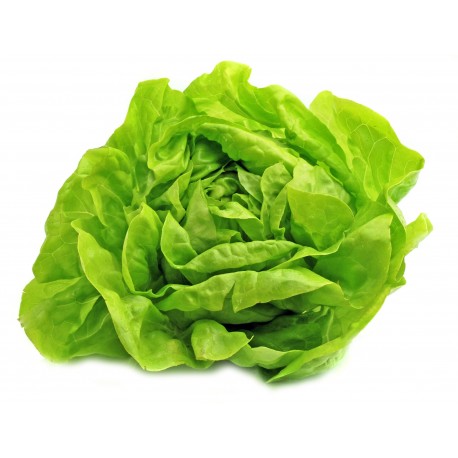 LECHUGA